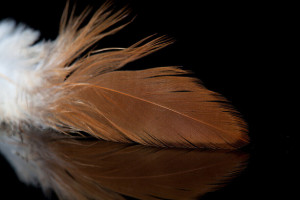 A.Jensen Schlappen Feathers - brown